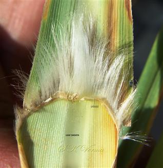  Apex of leaf